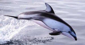 a dolphin jumping out of the water