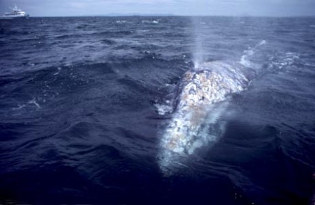 a man riding a wave on top of a body of water