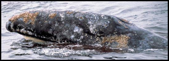 animal on the water
