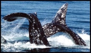 an animal swimming in the water