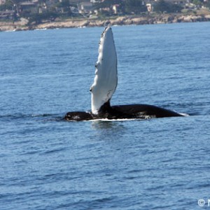 a bird flying over a body of water