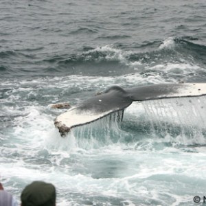 a person riding a wave on a surfboard in the water