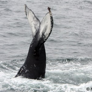 a whale jumping out of the water
