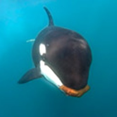 a close up of an animal