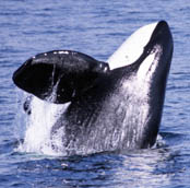 an animal swimming in the water
