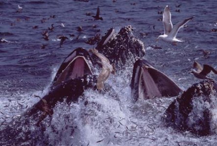 a flock of seagulls are swimming in the water
