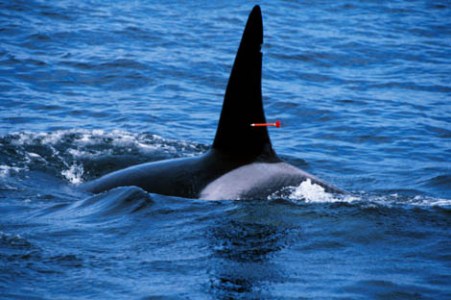 a small animal in a body of water