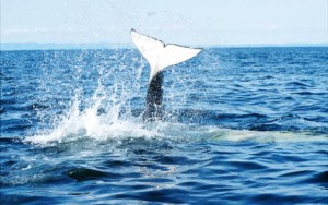 a man flying through the air while riding a wave in the ocean