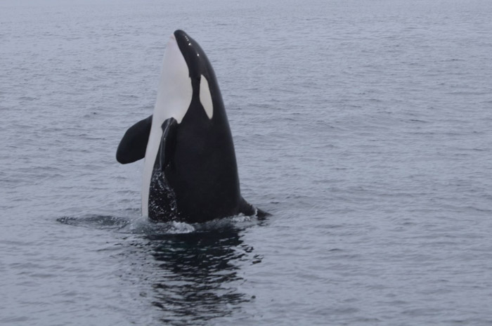 Spyhop_KillerWhaleEM20121031 a whale jumping out of the water