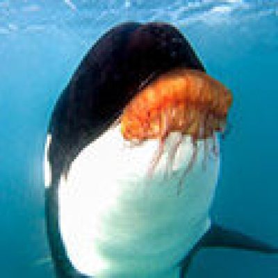 a fish swimming under water