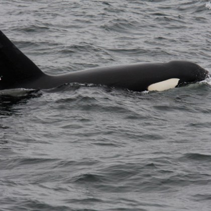 a person riding a wave on top of a body of water