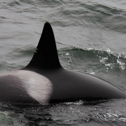 a person riding a wave on a surfboard in the water