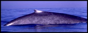 a whale swimming under water