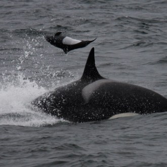 a whale jumping out of the water