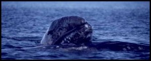 a whale swimming under water