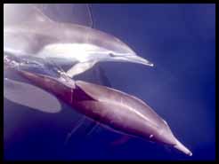 a bird sitting on top of a dolphin