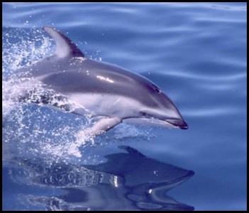 a dolphin jumping out of the water
