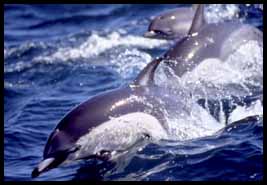 a dolphin jumping out of the water