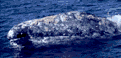 a whale jumping out of the water
