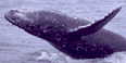 a whale jumping out of the water