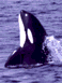 a dolphin jumping out of the water