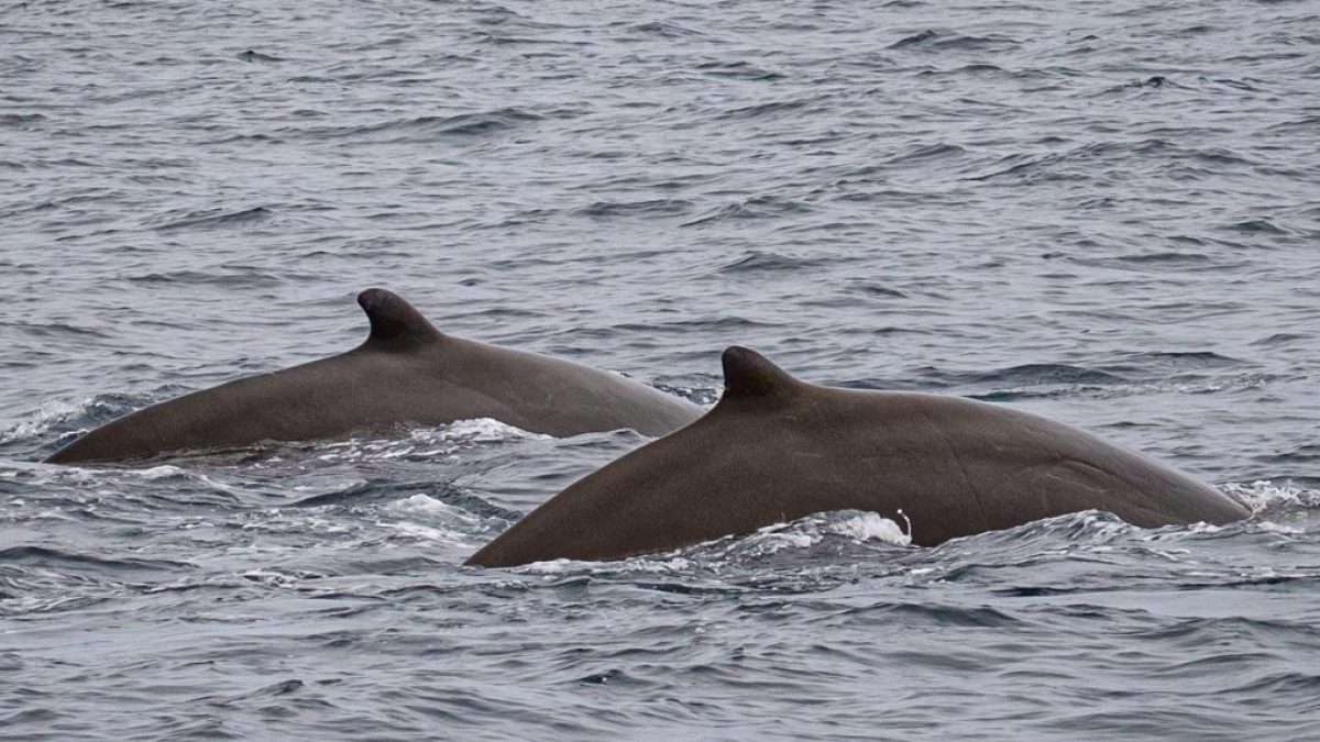a whale swimming under water