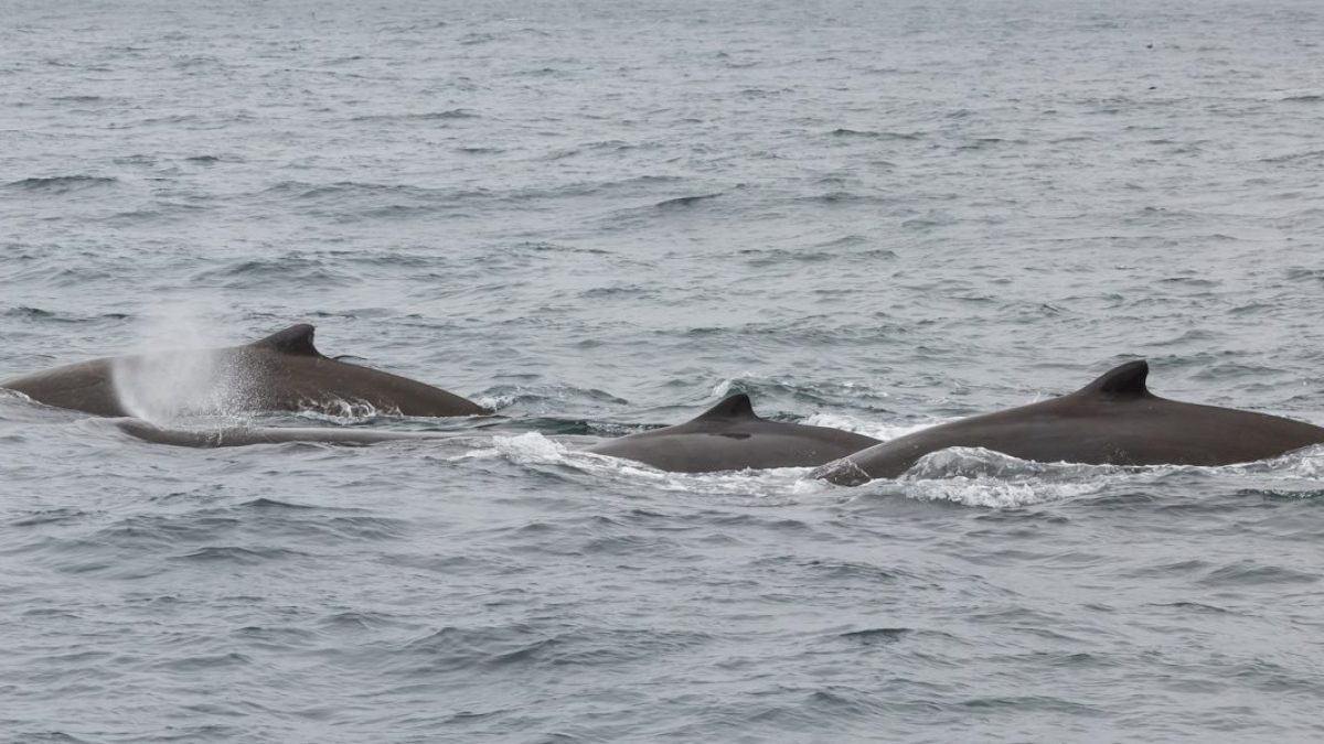 an animal swimming in the water