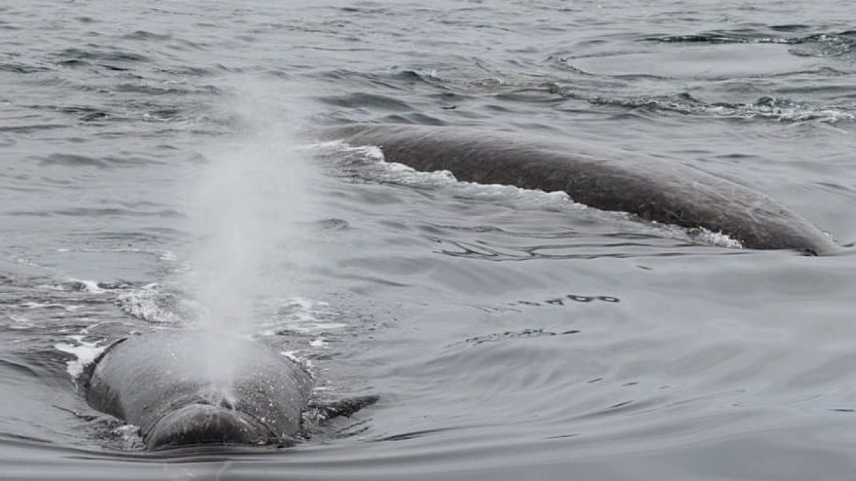 a dog swimming in a body of water