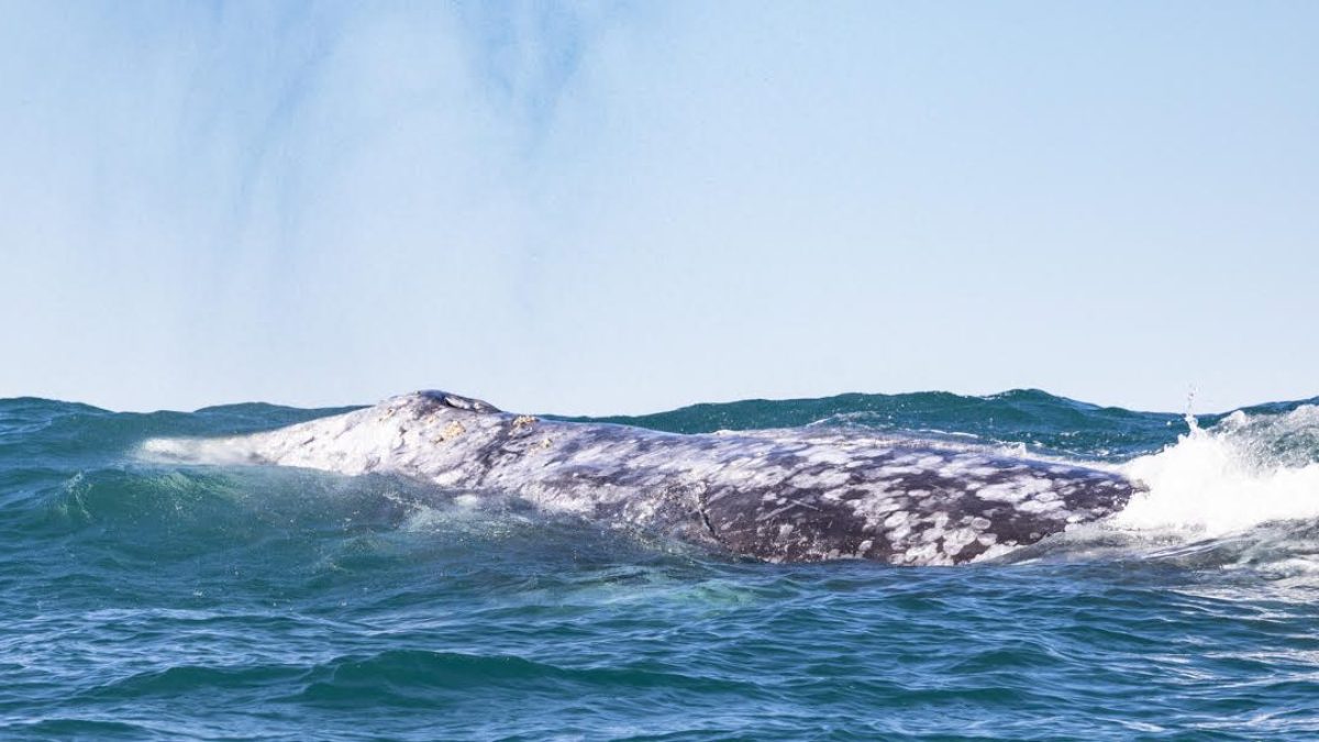 a man riding a wave in the ocean