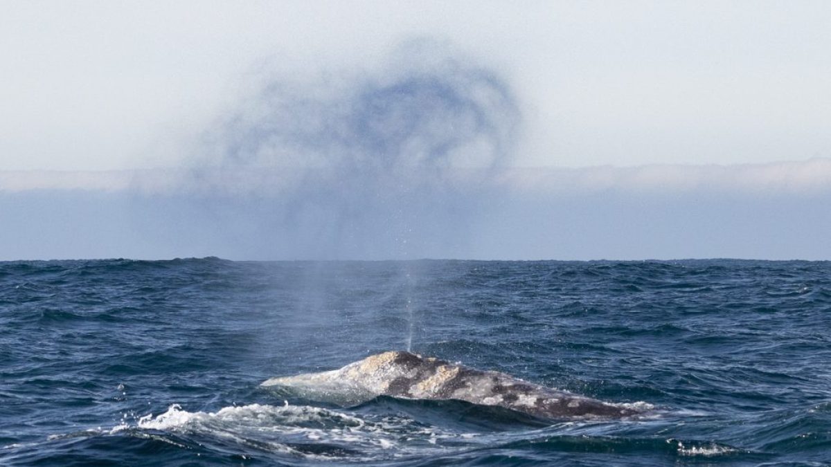 a whale jumping out of the ocean