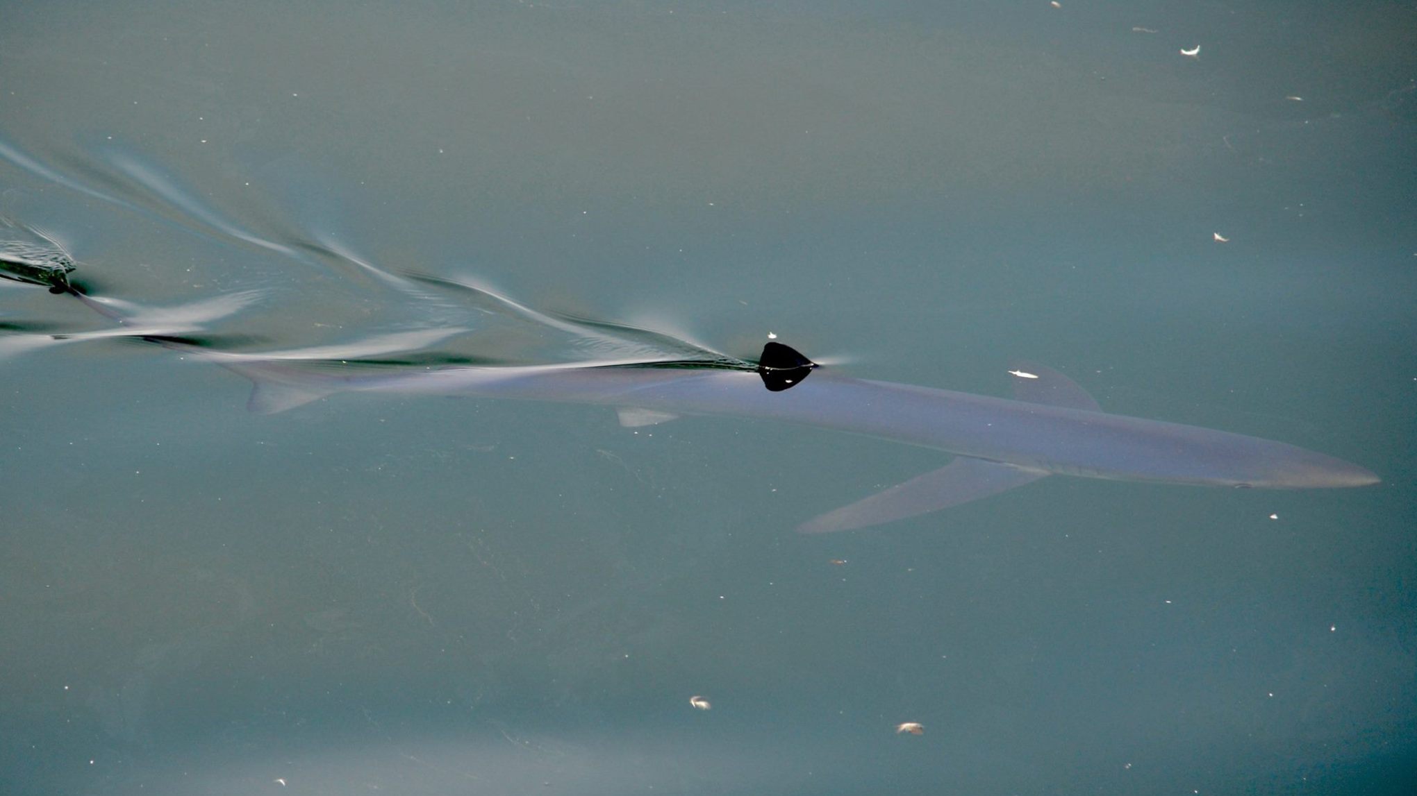 a group of fish in the water