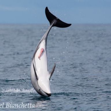 a dolphin jumping out of the water