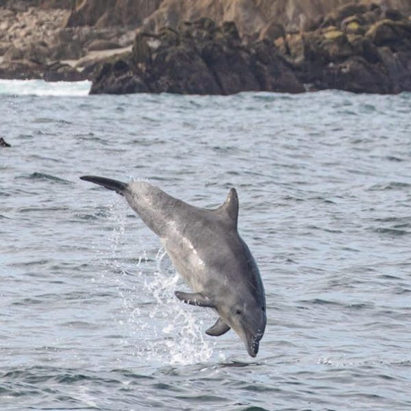 a bird flying over a body of water