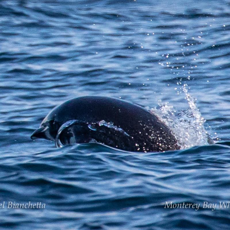 an animal swimming in the water