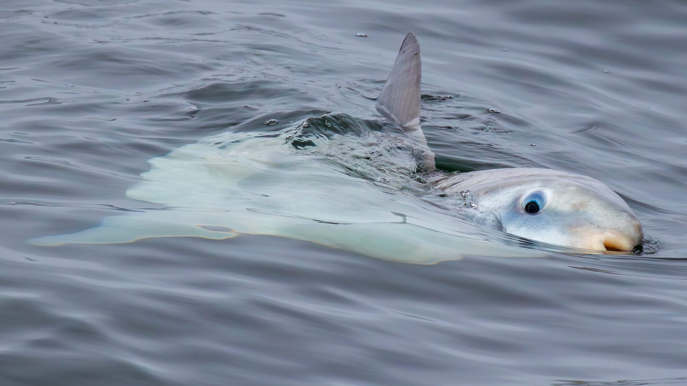 a duck swimming in a body of water