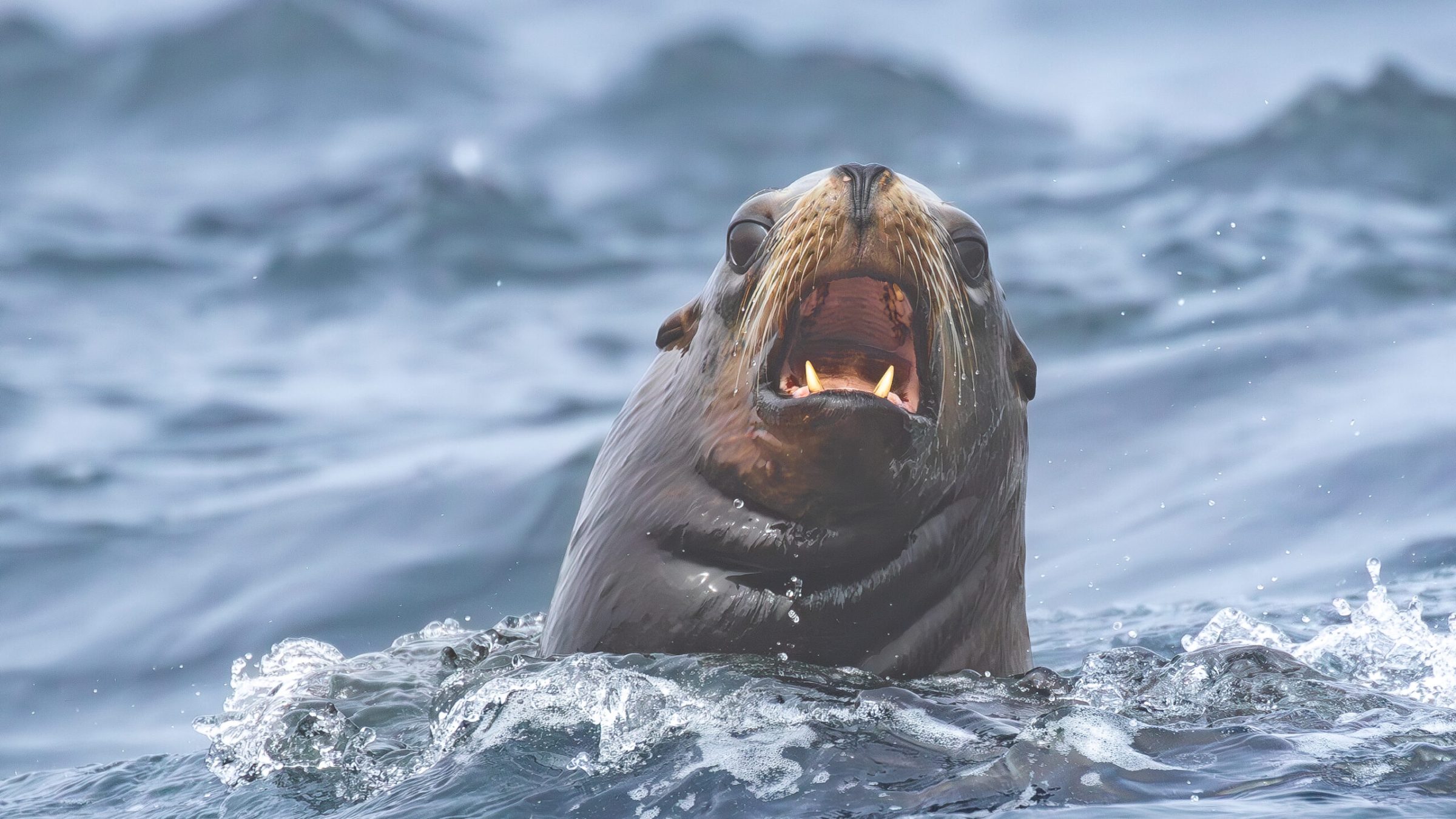 sea lion sticking its head out of the water with mouth open barking