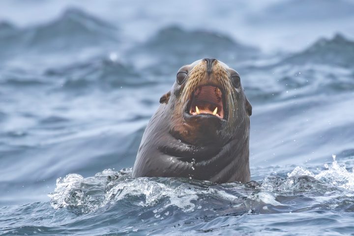 sea lion sticking its head out of the water with mouth open barking