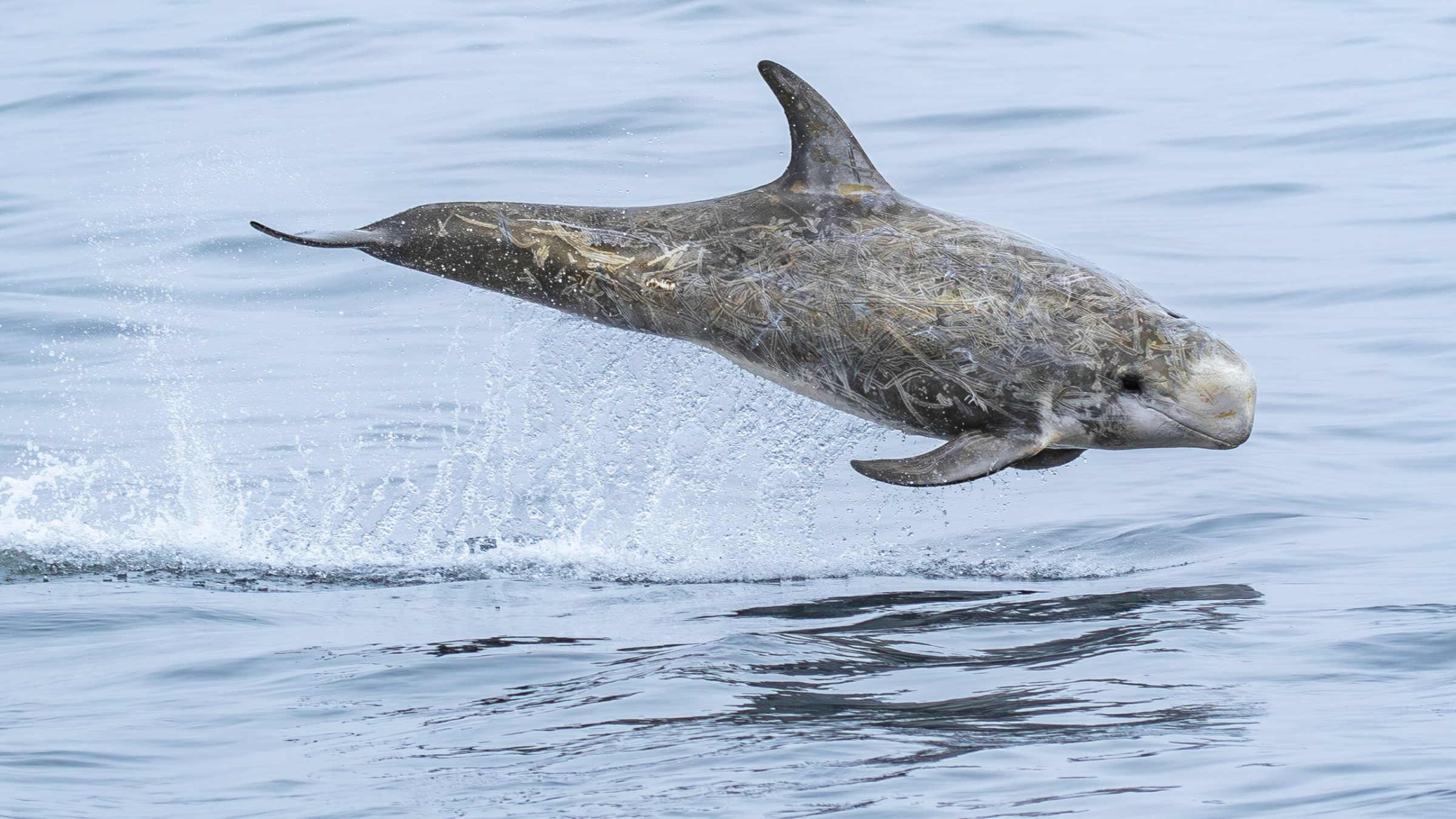 an animal swimming in the water