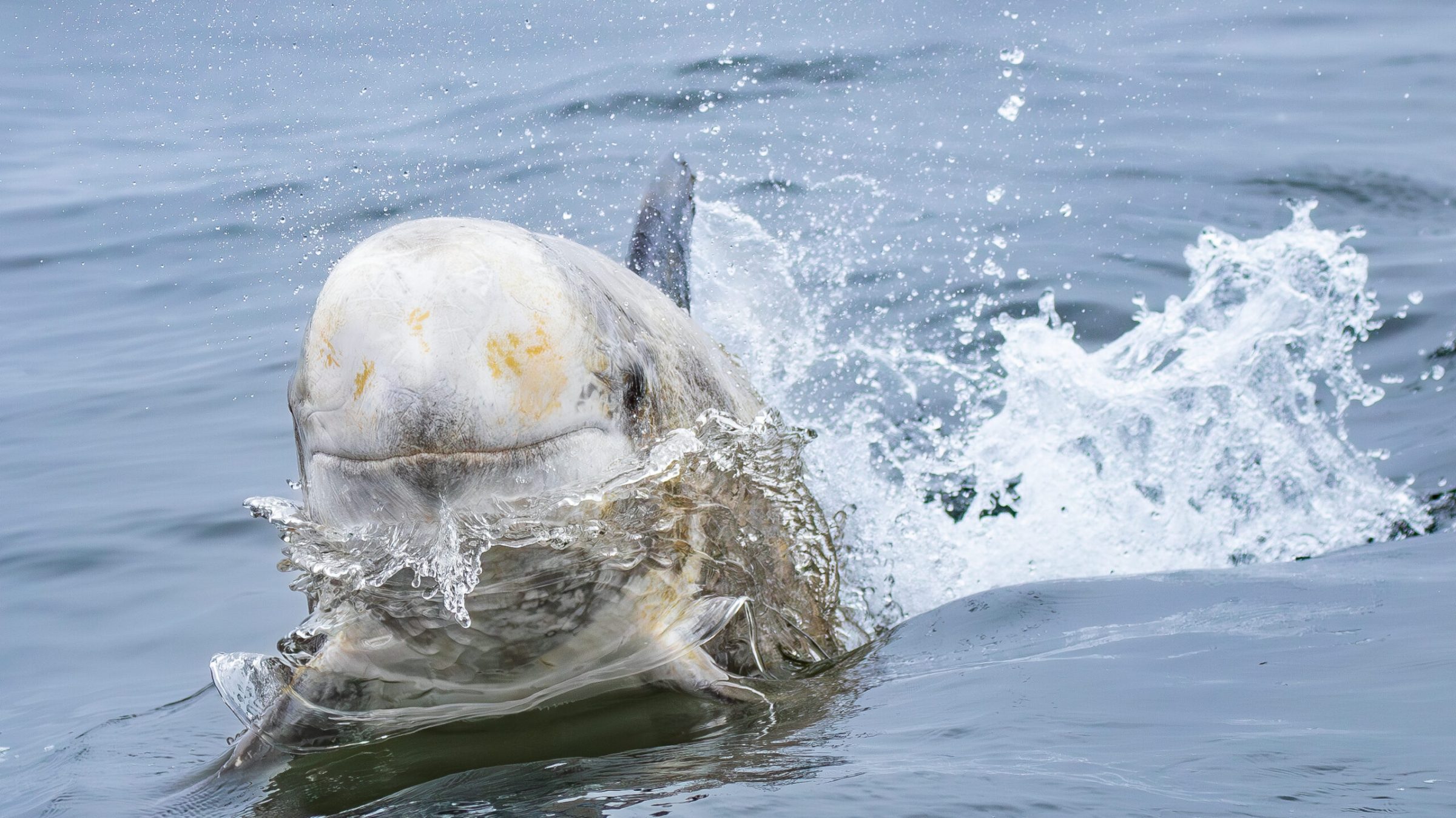 a person riding a wave on top of a body of water
