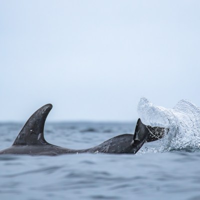 an animal swimming in the water