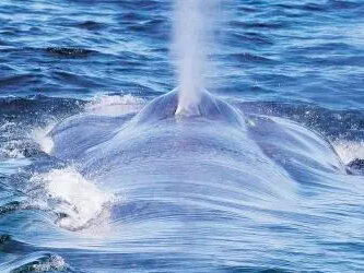 animal on the water