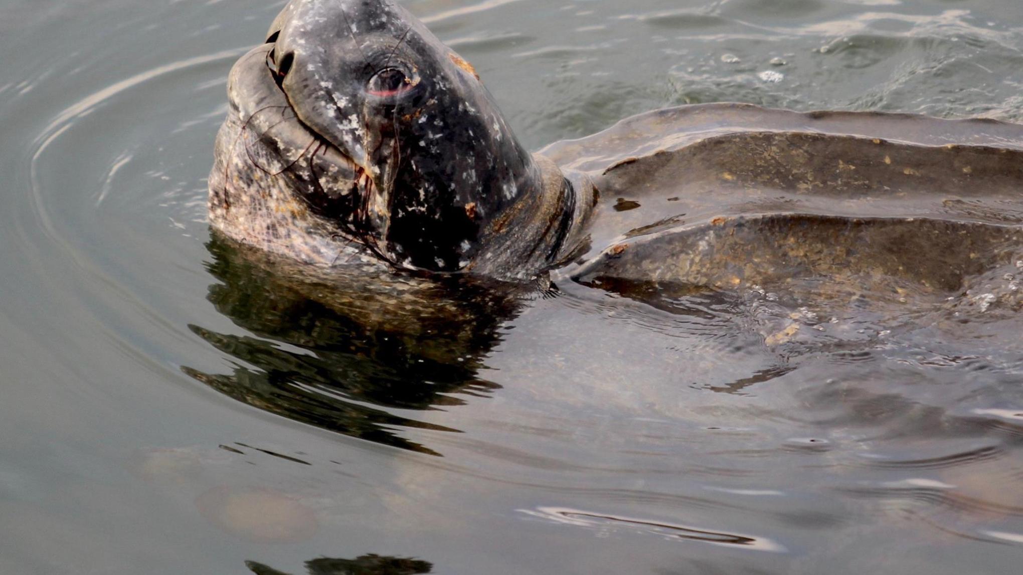 a turtle swimming under water