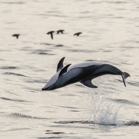 a bird flying over a body of water