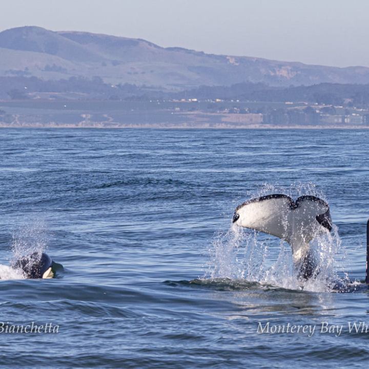 a small animal in a body of water
