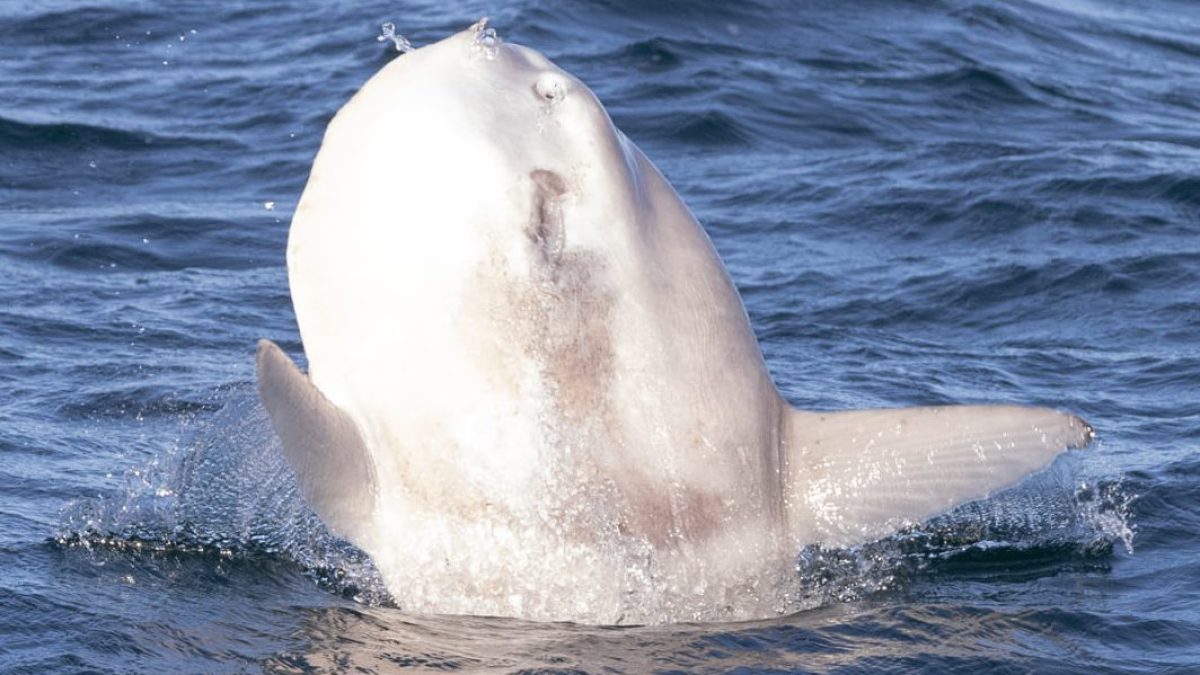 an animal swimming in the water