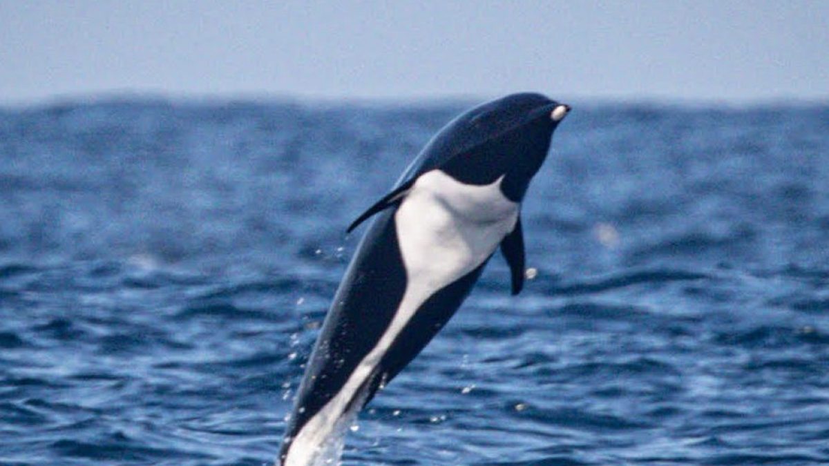 a bird flying over a body of water