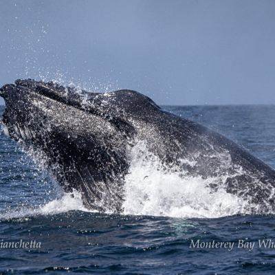 a whale jumping out of the water