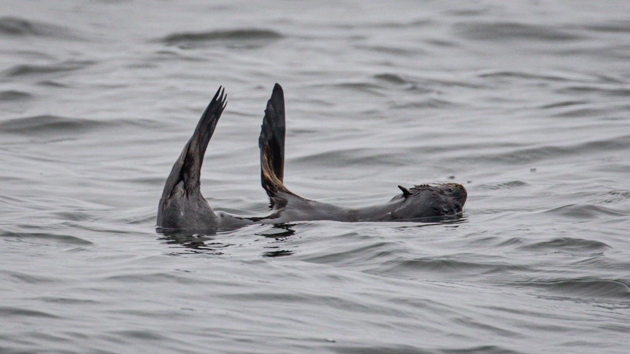 fur seal resting on its side on the ocean surface