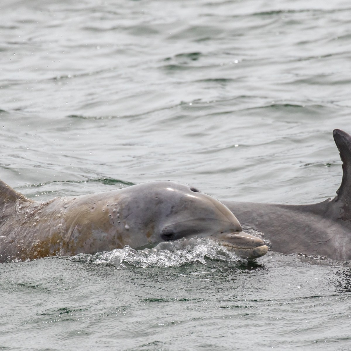 an animal swimming in the water
