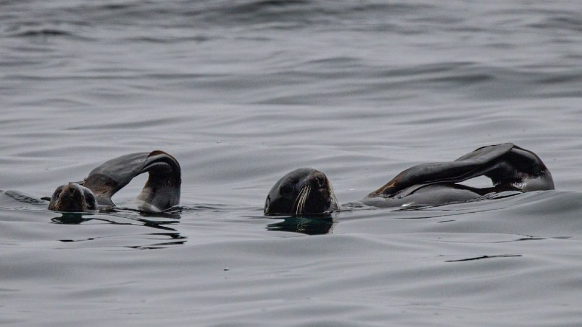 pair of fur seals resting with their heads and flippers above the surface of the water